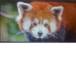 Red Panda Club for anyone