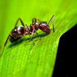 The Group That Likes Ants