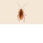 Smelly roach group