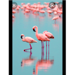 Fany flamingos