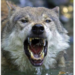 Amry wolves