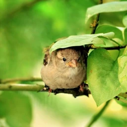 Sad Bird Hangout icon