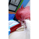 COSAS DE POLLOS