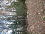 Wolf world of life in Paradise