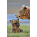 The Giant Bears