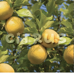 Citrus ~
