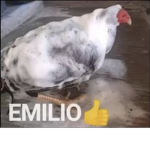 De nati