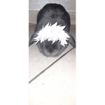 CutieAnimeBunny