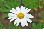 -Keira's Daisies-