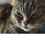 Kitty blossom group