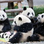 #PANDA FRIENDS SQUAD