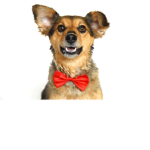 Pet Sim zs
