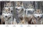 Wolfie ######