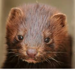 Pet Minks