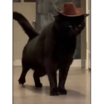 Cat gang gangsters fan group