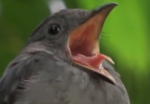 Birds vs humans