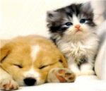Have a Heart, Animal Abuse Protesters.
