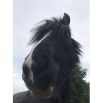 Horse person its time to shine •_•