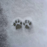 pawsd