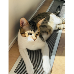 Kedi. Delileri