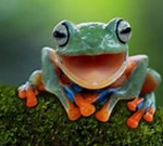 FROG RAID
