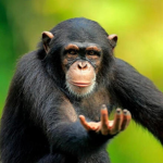 Monkeys of Wisdom