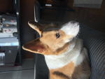 Corgisarethebest