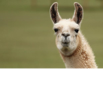 LLAMAS 4 LIFE