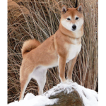 DancingDoges