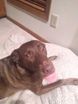 The_Dog LOL