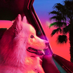 {Doggo Clan}