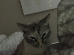 thefiggyloversqaud