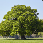 Cmon trees
