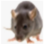 I Like RATS RATS RATS RATS RATS