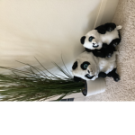 Family of the pandas