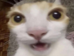 Hehe funny frens