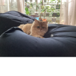 Lisa the orange