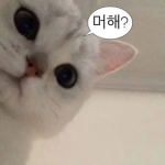 젤리 그룹