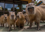 CapybaraTeam#1