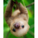 The Sloth Fans