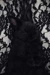 bun bun rulessss