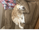 Doggo family cool