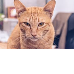 Cats Only we dont like rats