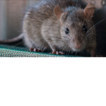 The rats and holy cousins
