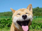 雲之族