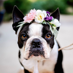 Dogs rule!!