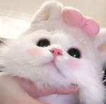 ’pawsie