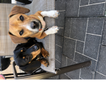 Bean The dog group