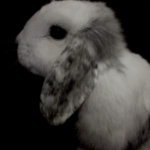 *•.bunni angels.•*