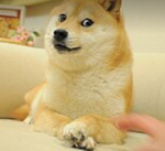 D o g e squad